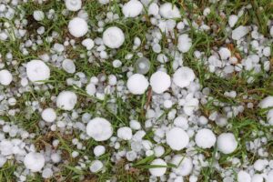 Large hailstones in the grass after a damaging hail storm